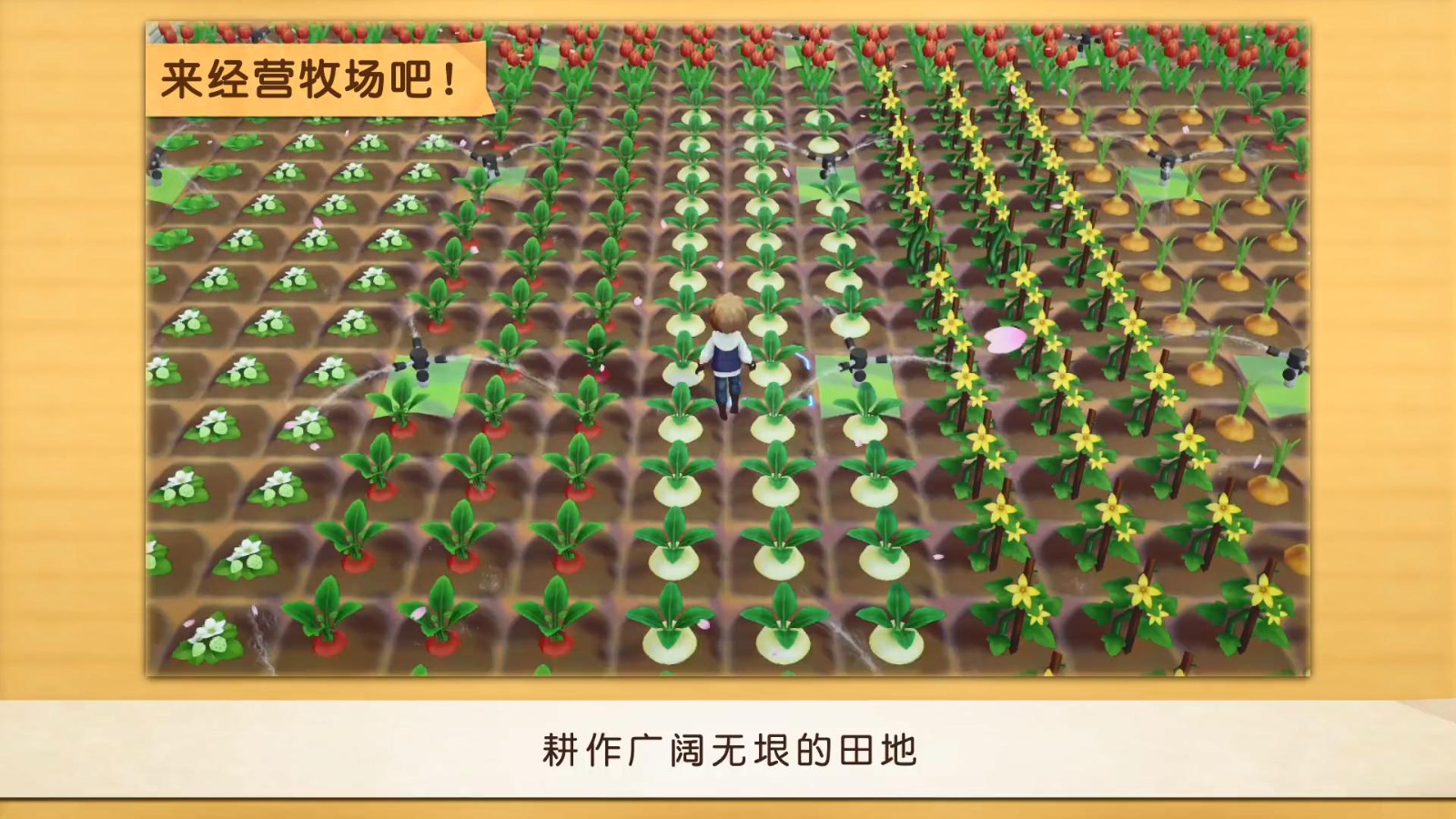 牧場(chǎng)物語(yǔ)：橄欖鎮(zhèn)與希望的大地PS4版中文宣傳片 7月28日發(fā)售
